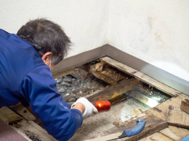 Best Mold Removal Company Near Me  in Afton, WY