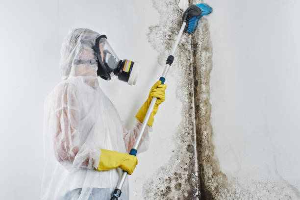 Best Black Mold Removal  in Afton, WY