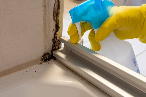 Best Mold Testing  in Afton, WY