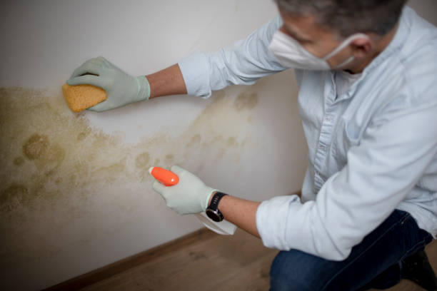 Best Same-Day Mold Removal  in Afton, WY