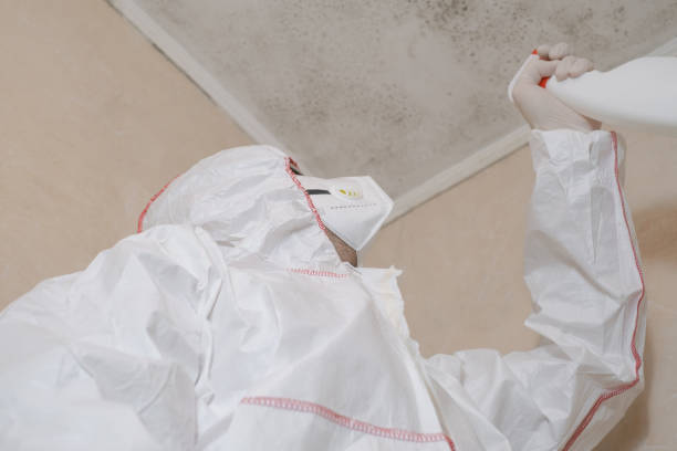  Afton, WY Mold Removal Pros