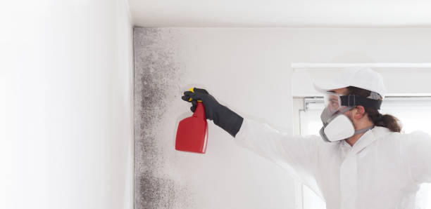 Best Affordable Mold Removal  in Afton, WY