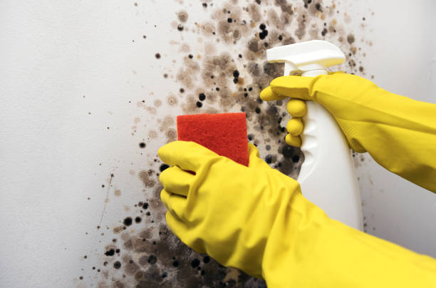 Best Mold Remediation Experts  in Afton, WY