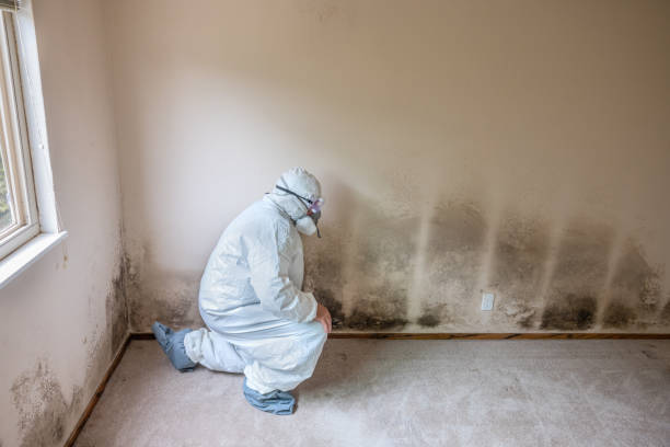 Best Affordable Mold Removal  in Afton, WY