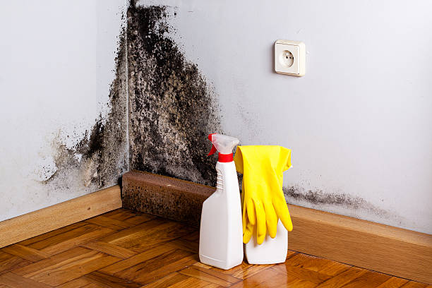 Best Local Mold Removal Service  in Afton, WY