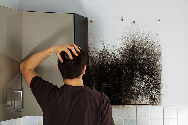 Best Mold Damage Repair  in Afton, WY