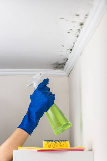 Best Office Mold Removal Services  in Afton, WY